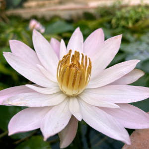 Nymphaea 'Texas Shell Pink'