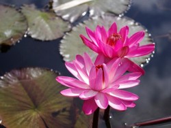 Nymphaea 'Emily Grant Hutchings'