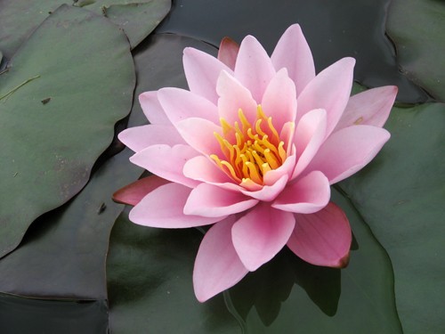 Nymphaea 'Norma Gedye'