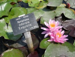 Nymphaea 'Odorata Exquisita'