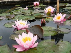 Nymphaea 'Pink Beauty'