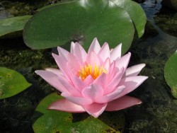 Nymphaea 'Rosy Morn'