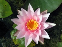 Nymphaea 'Rosy Morn'