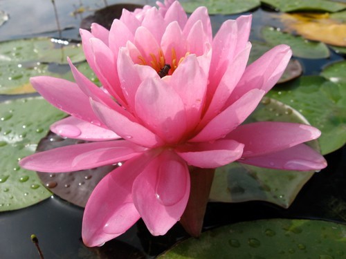 Nymphaea 'Perry's Pink'