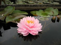 Nymphaea 'Lily Pons'