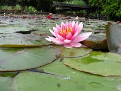 Nymphaea 'Perry's Pink Bicolor'