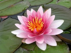 Nymphaea 'Perry's Pink Bicolor'