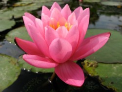 Nymphaea 'Yuh Ling'