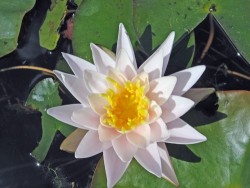 Nymphaea 'Walter Pagels'