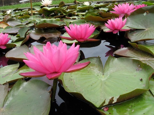 Nymphaea 'Yogi Gi', pink hardy water lily
