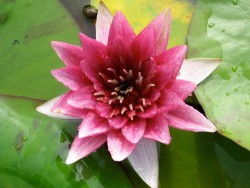 Nymphaea 'Temple Fire'