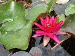 Nymphaea 'Perry's Red Glow'