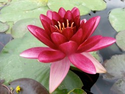 Nymphaea 'Almost Black'