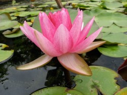 Nymphaea 'Perry's Super Red'