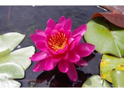 Nymphaea 'Perry's Wildfire'