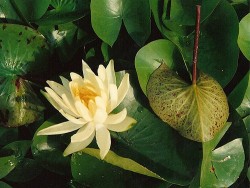Nymphaea 'Colonel A.J. Welch'