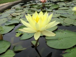 Nymphaea 'Master's Yellow'