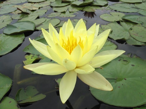 Nymphaea 'Master's Yellow'