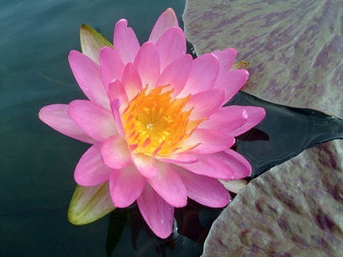 Nymphaea 'Siam Pink'