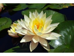 Nymphaea 'Clyde Ikins'