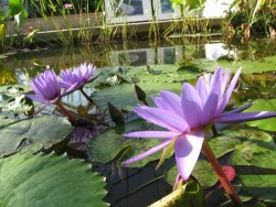 Nymphaea 'Director George T. Moore'