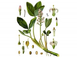 Menyanthes Trifoliata (Trèfle d'eau)