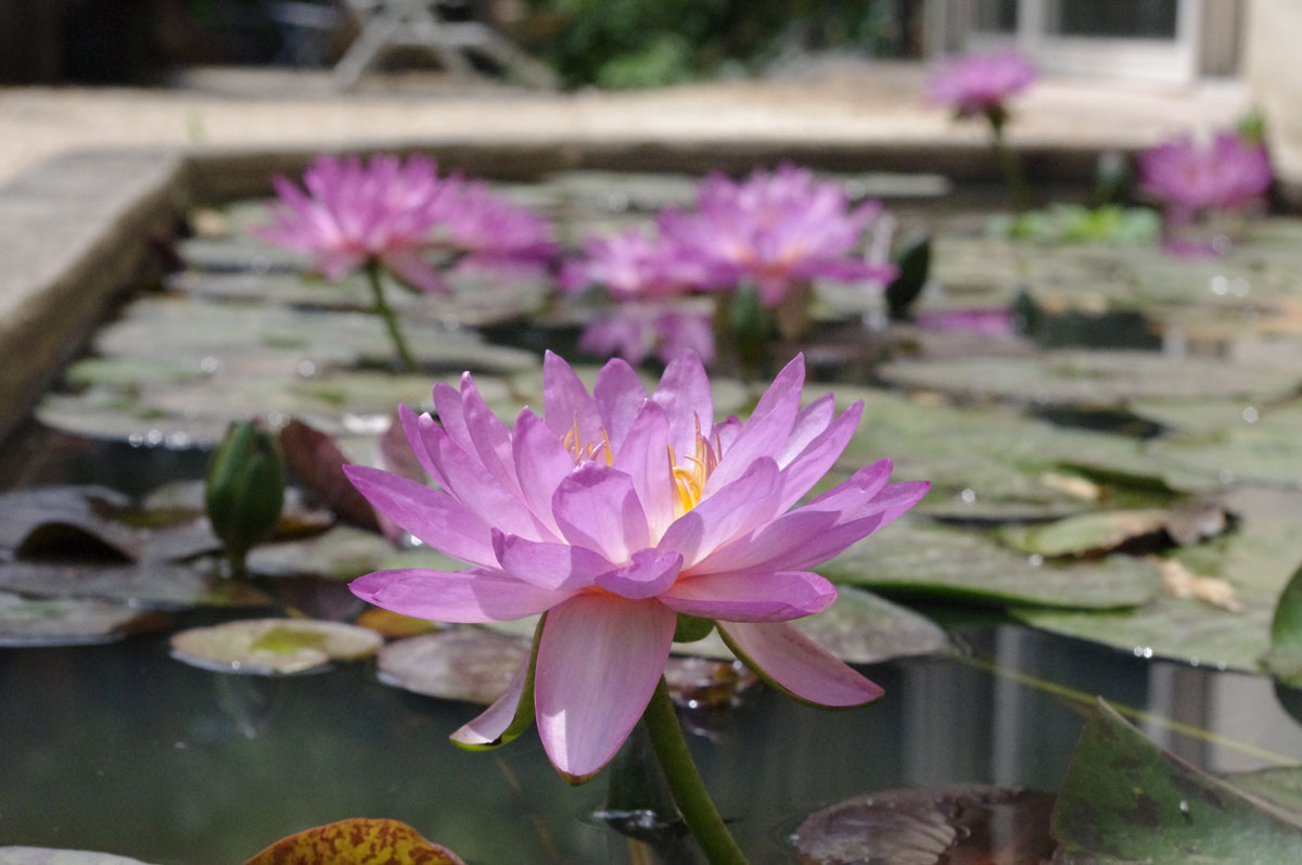 Nénuphars et lotus ; tous mes conseils. - Mon jardin aquatique