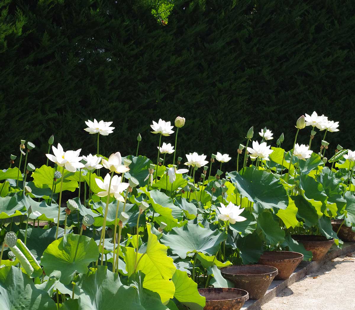 Conseils de jardinage aquatique par les jardiniers experts Latour-Marliac