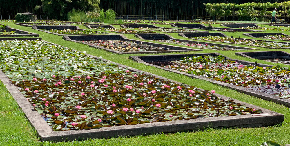 Conseils de jardinage aquatique par les jardiniers experts Latour-Marliac