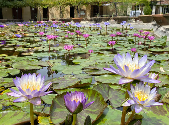 Conseils de jardinage aquatique par les jardiniers experts Latour-Marliac