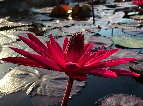 Conseils de jardinage aquatique par les jardiniers experts Latour-Marliac